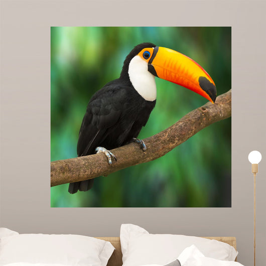Toucan