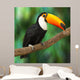 Toucan