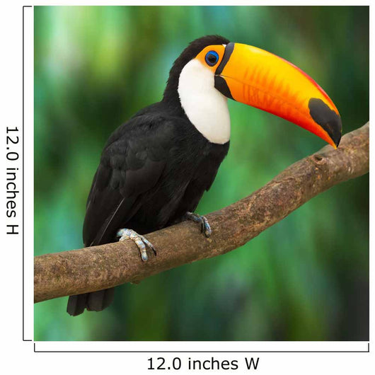 Toucan