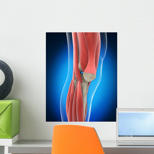 Knee Anatomy