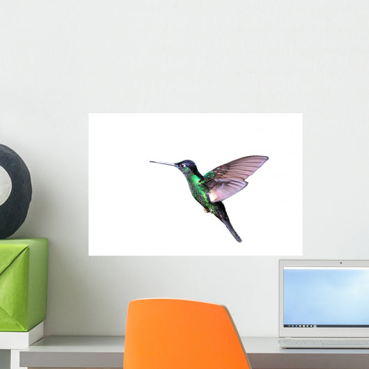 Buff-Winged Starfrontlet Hummingbird Wall Decal