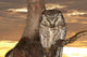 Owl Sunset Yellow Wall Mural