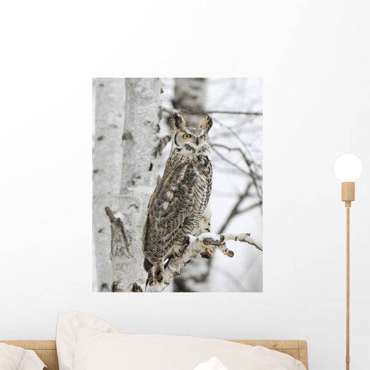 Long Eared Owl Snowfall Wall Mural