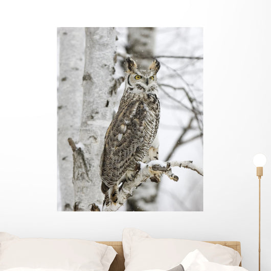 Long Eared Owl Snowfall Wall Mural