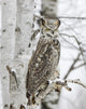 Long Eared Owl Snowfall Wall Mural