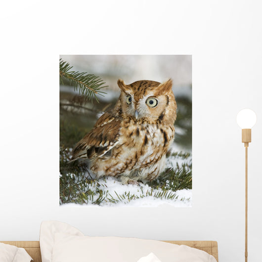 Screech owl(otus asio) Wall Mural