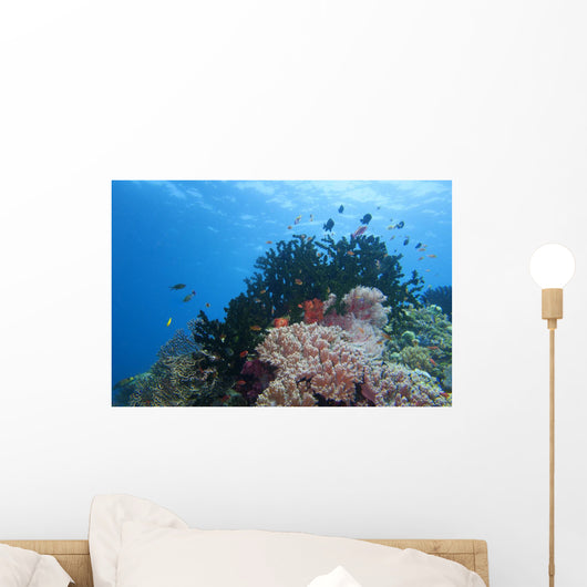 Colorful Underwater Reef Raja