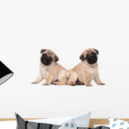 Two Pug Puppy White