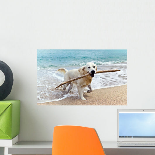 Labrador Retriever Beach