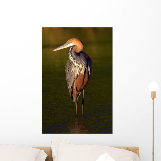 Goliath Heron (Ardea goliath) Fishing at sunset Wall Mural