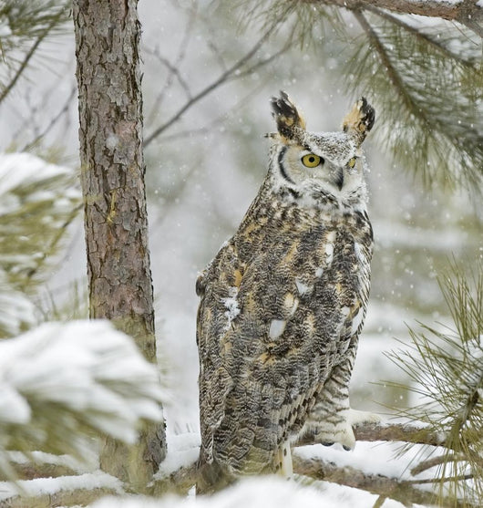 Long Eared Owl in Snowfall Wall Mural