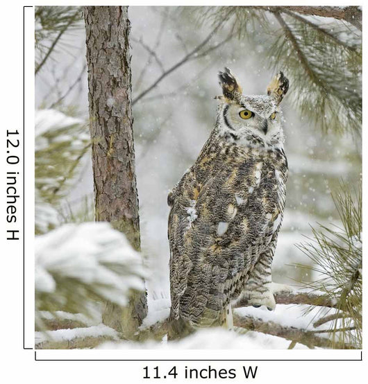 Long Eared Owl in Snowfall Wall Mural
