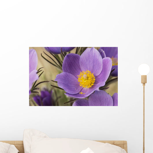 Crocus Wall Mural