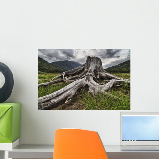 Old stump Wall Mural