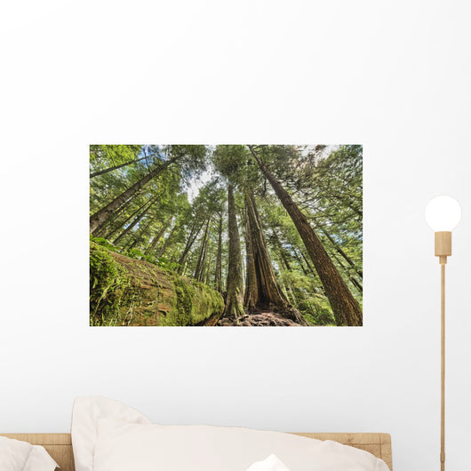 Rainforest in Strathcona Provincial Park Wall Mural