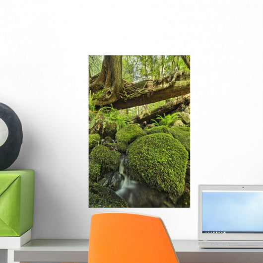 Rainforest in Avatar Grove near Tofino Wall Mural