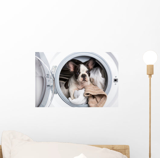 French Bulldog Puppy inside