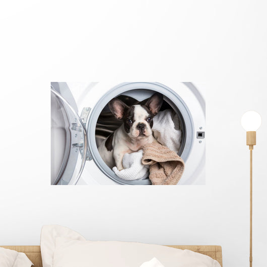 French Bulldog Puppy inside