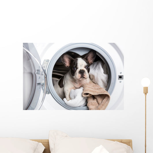 French Bulldog Puppy inside