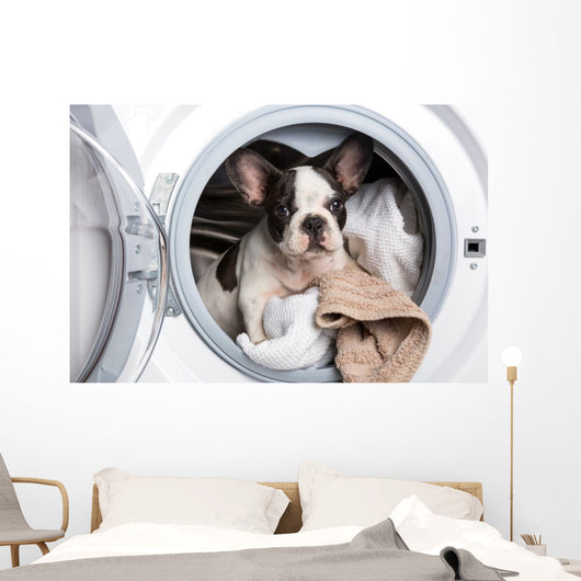 French Bulldog Puppy inside