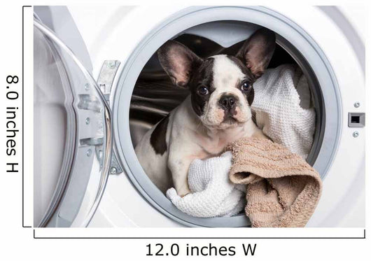 French Bulldog Puppy inside