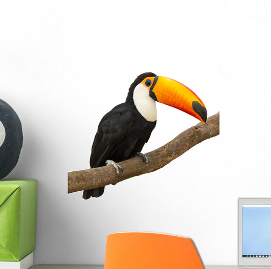 Toucan