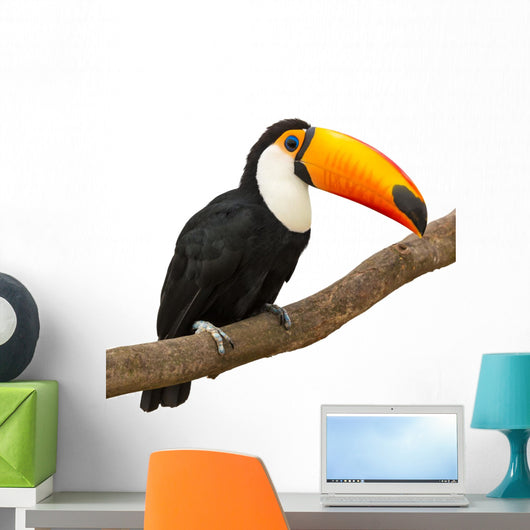 Toucan