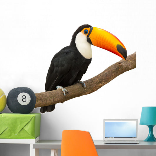 Toucan