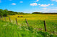 Two Horses Spring Meadow