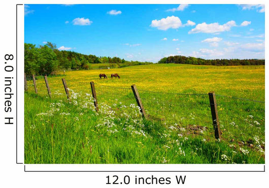 Two Horses Spring Meadow