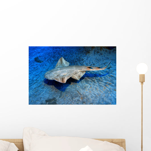 Usually Angel Shark Squatina