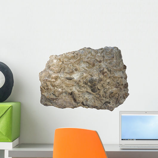 Fossiliferous Limestone