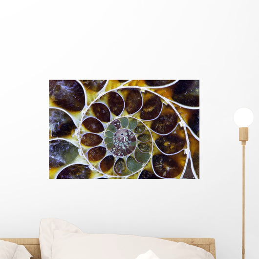 Ammonite