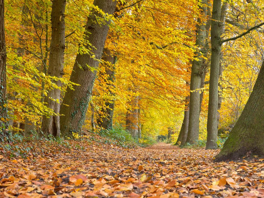 Yellow Foliage Birch Trees