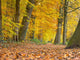 Yellow Foliage Birch Trees