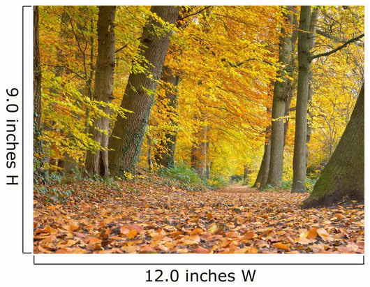 Yellow Foliage Birch Trees