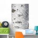 Birch Bark Texture Wall Mural