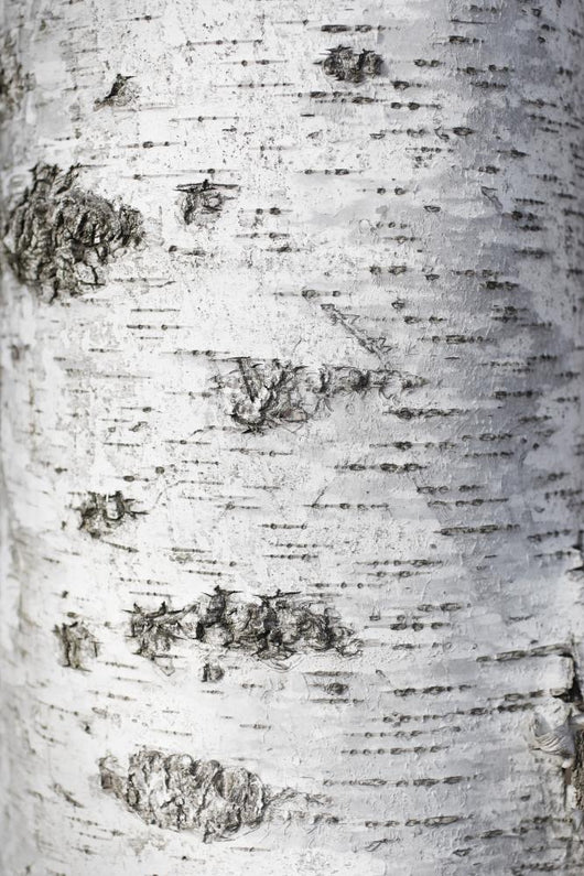 Birch Bark Texture Wall Mural