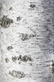 Birch Bark Texture Wall Mural