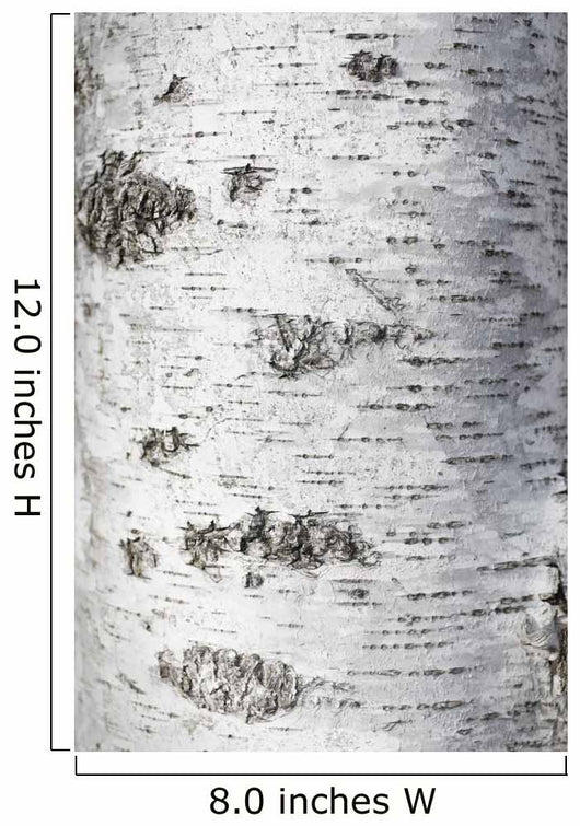 Birch Bark Texture Wall Mural