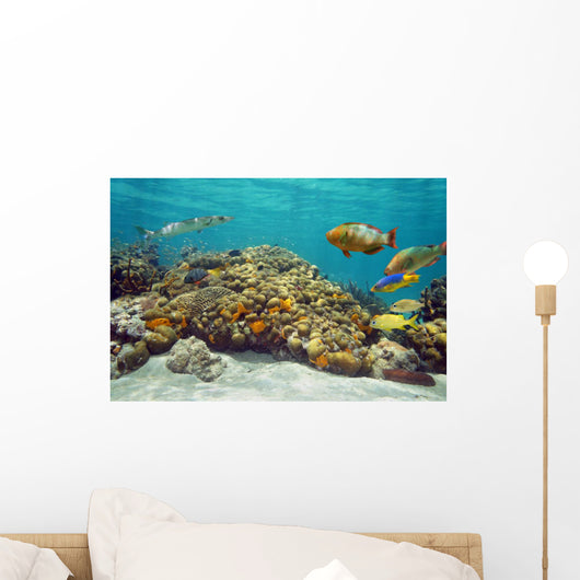 Underwater Landscape Coral Reef