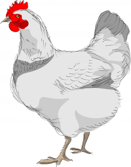 hen Wall Decal