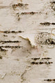 Birch