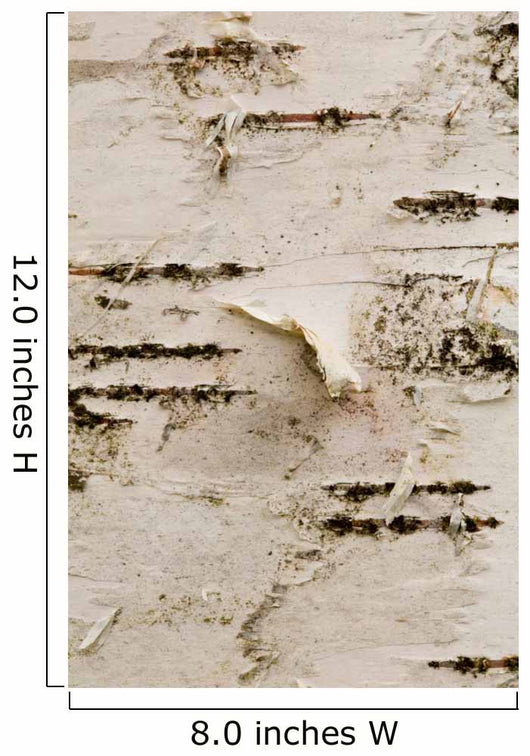 Birch