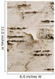 Birch