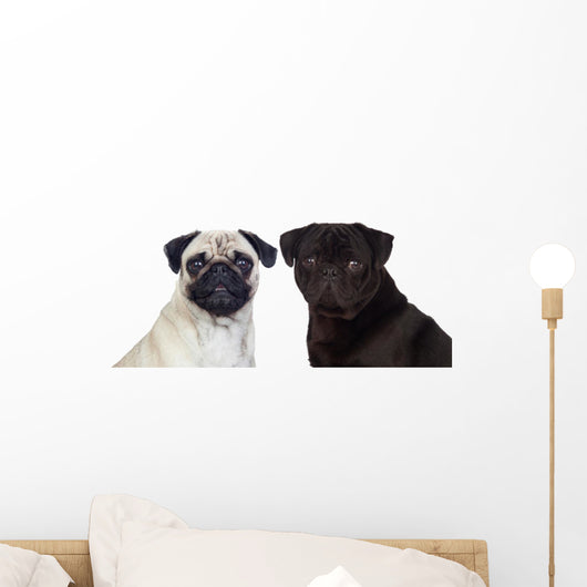 Nice pug couple Wall Decal