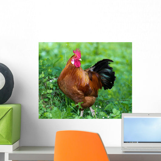 Rooster