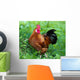 Rooster