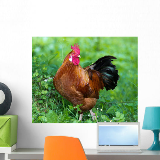 Rooster