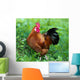 Rooster
